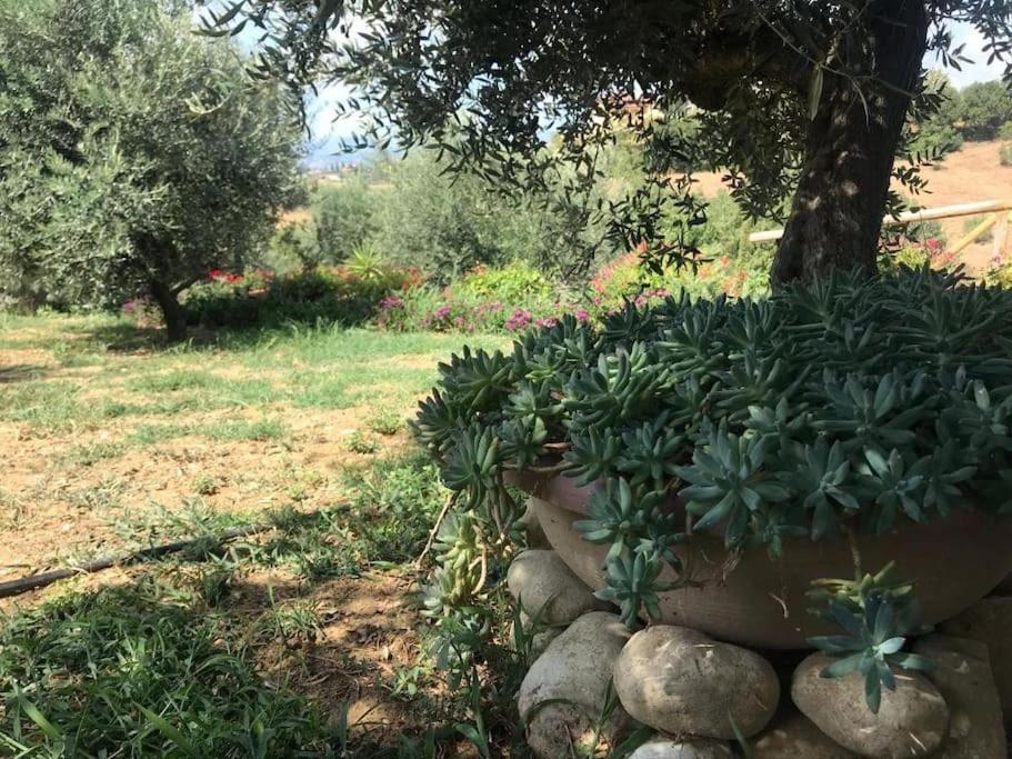 Appartamento Olivo Collecorvino Bagian luar foto